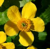 Caltha palustris