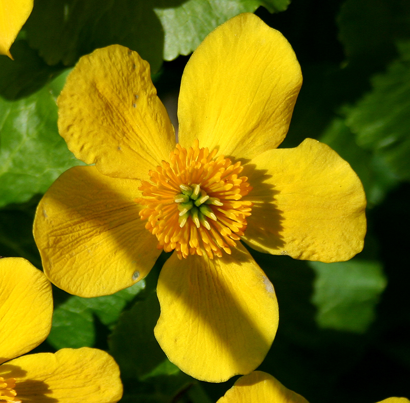 Изображение особи Caltha palustris.