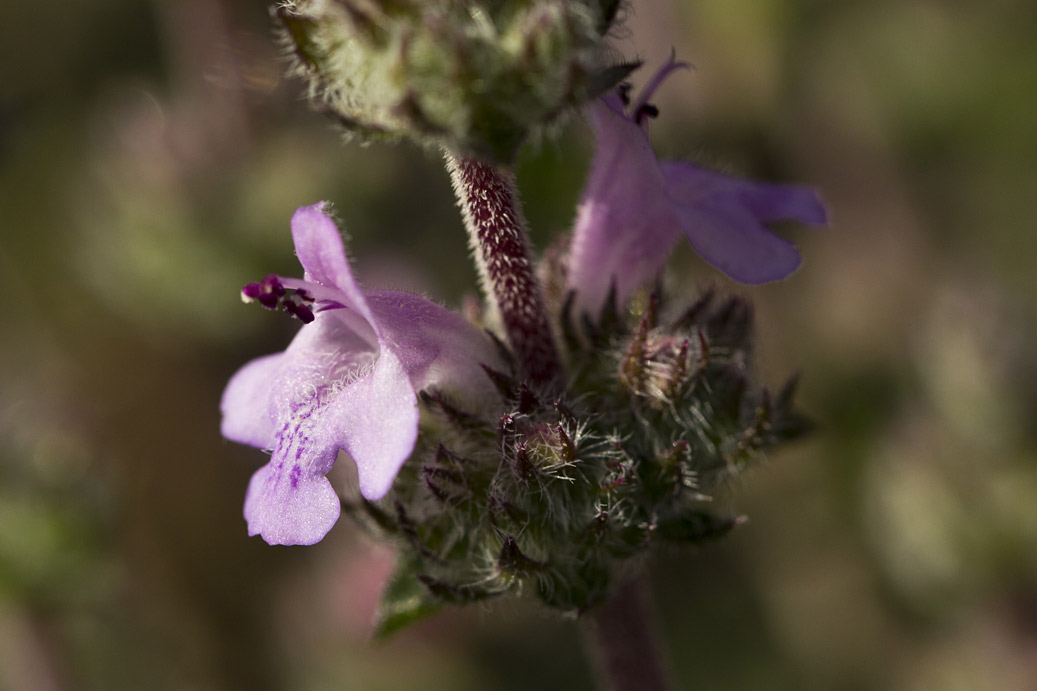 Изображение особи Thymus comptus.