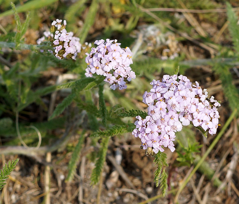 Image of Achillea millefolium specimen.