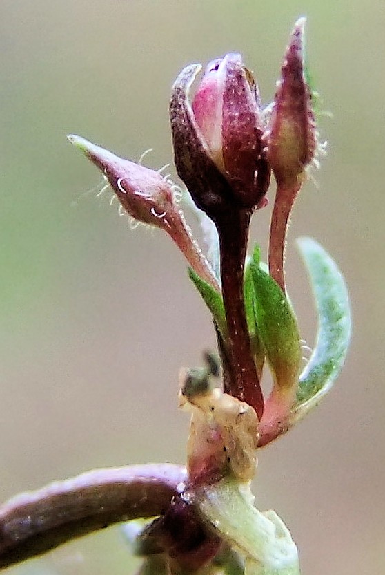 Изображение особи Pseudostellaria sylvatica.