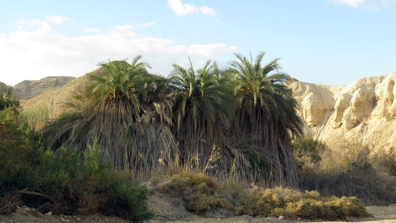 Image of Phoenix dactylifera specimen.