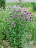 Monarda fistulosa