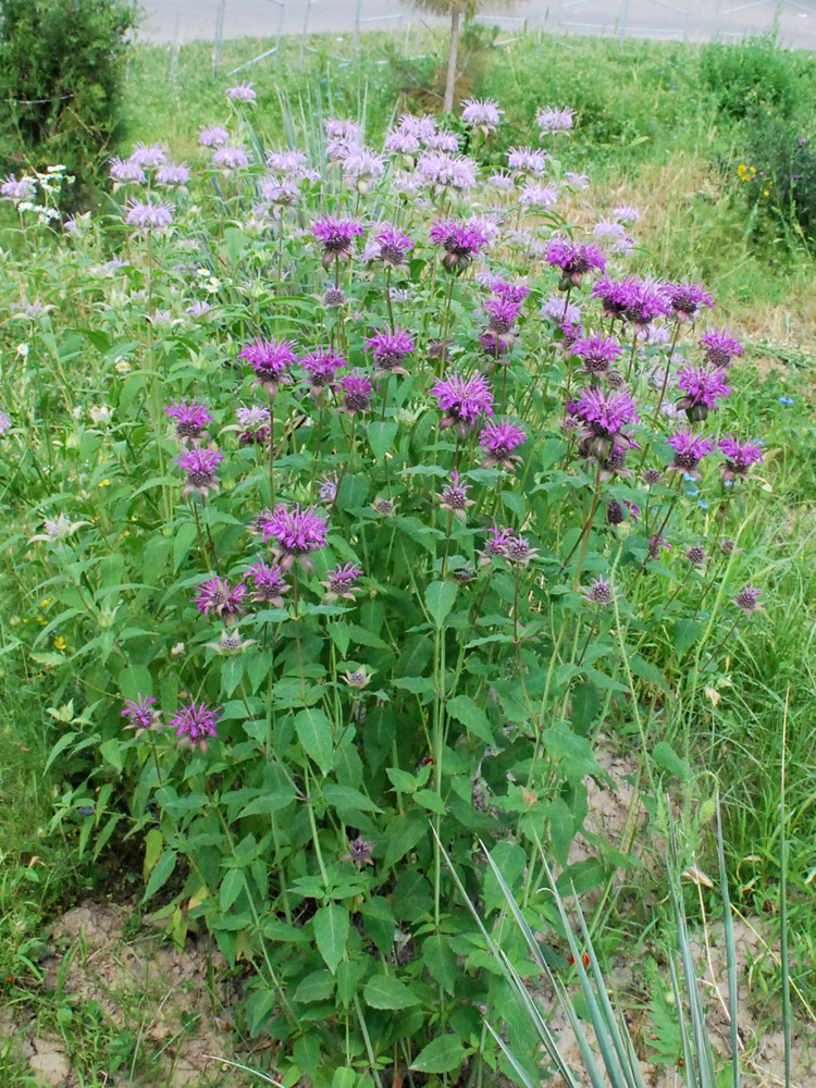 Image of Monarda fistulosa specimen.