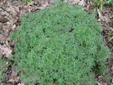 Geranium tuberosum