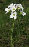 Cardamine dentata