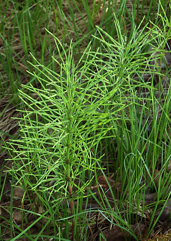 Изображение особи Equisetum arvense.