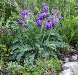 Oxytropis ruthenica