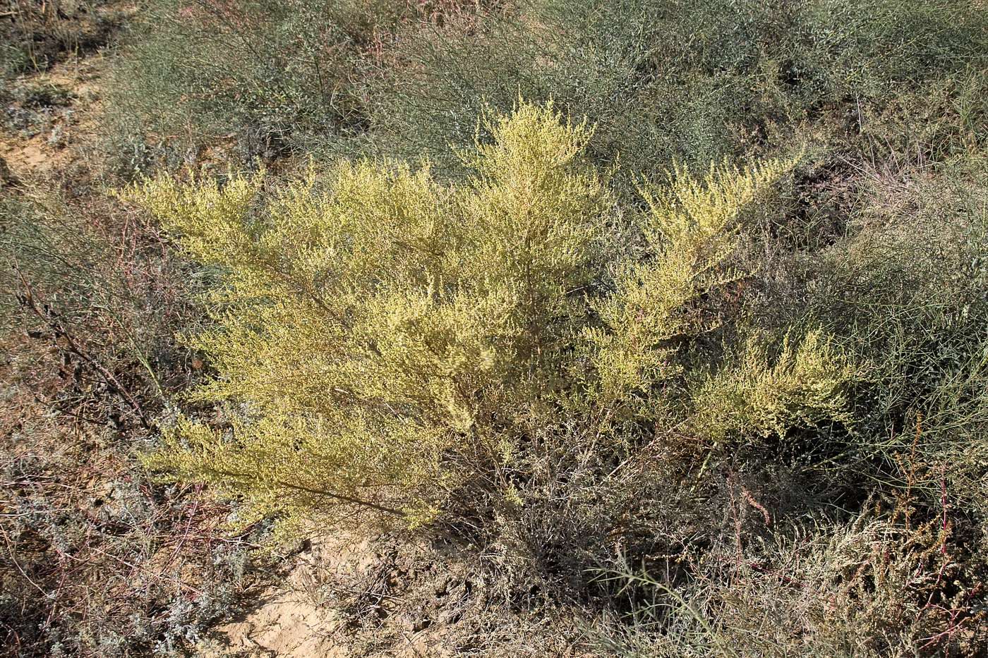 Изображение особи Salsola dendroides.