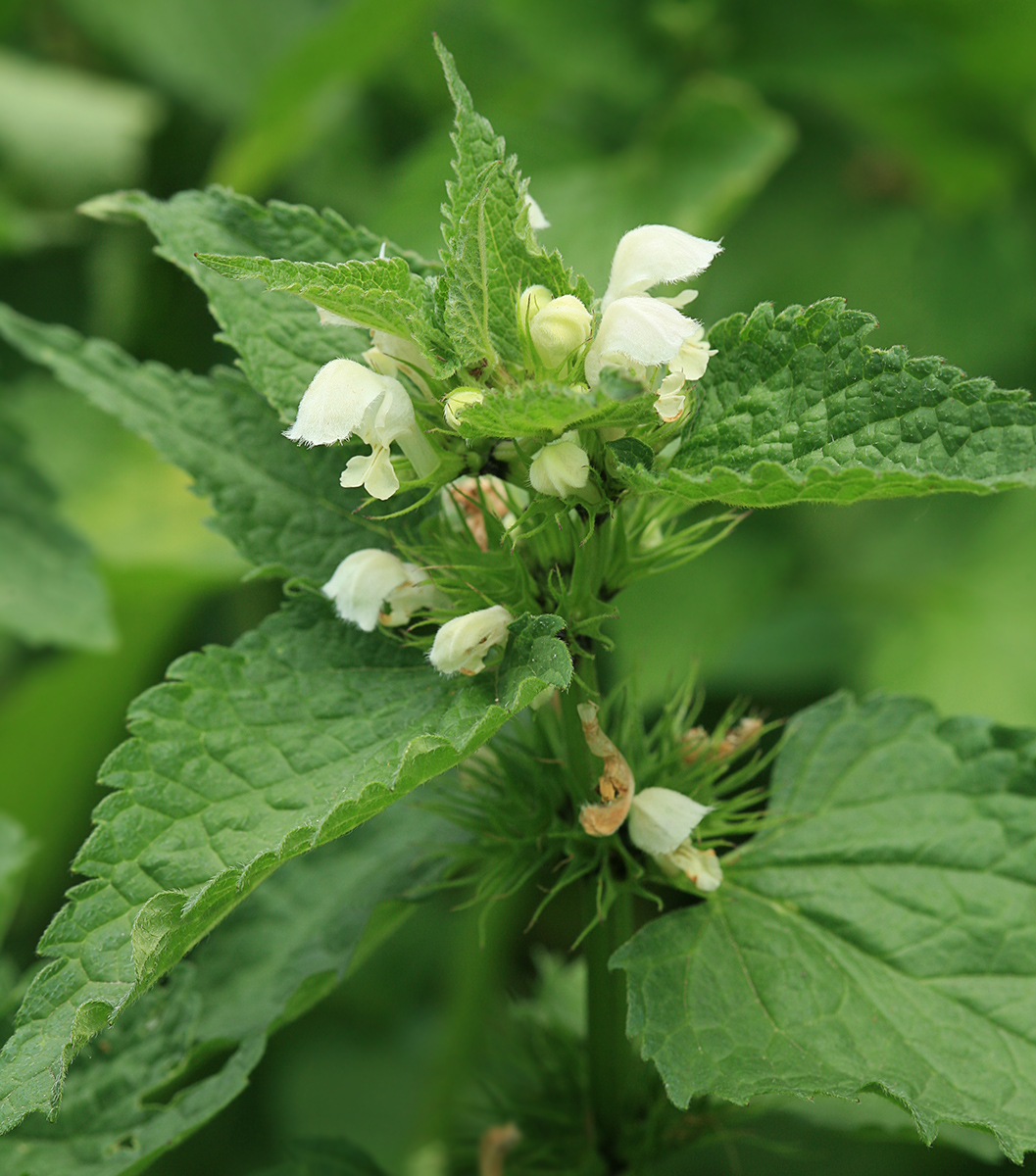 Image of Lamium album specimen.