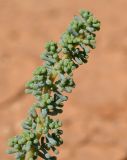 Salsola foliosa