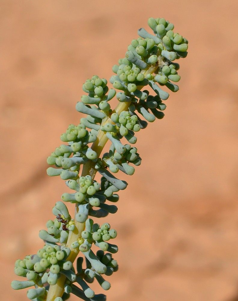 Изображение особи Salsola foliosa.