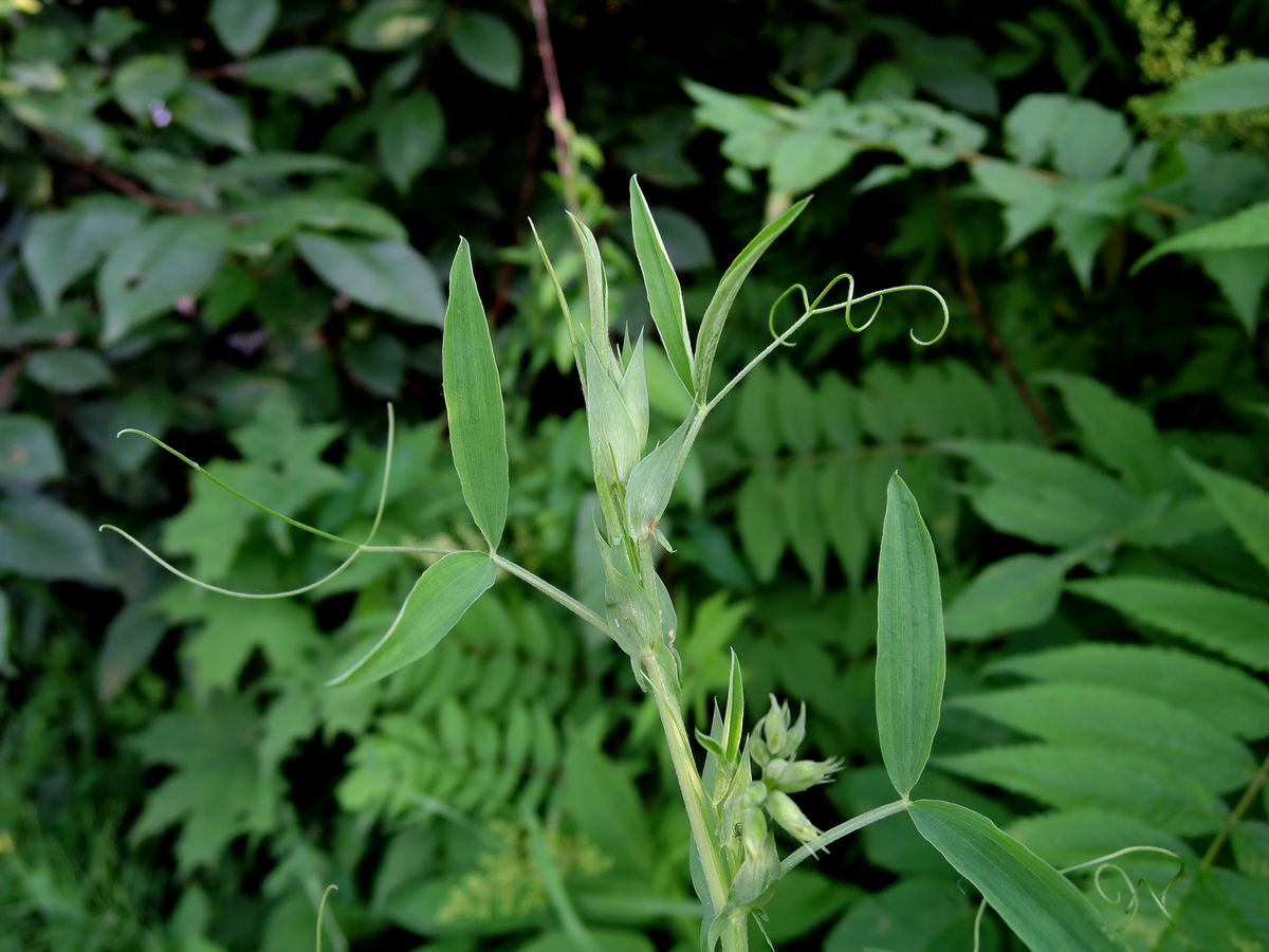 Изображение особи Lathyrus pratensis.