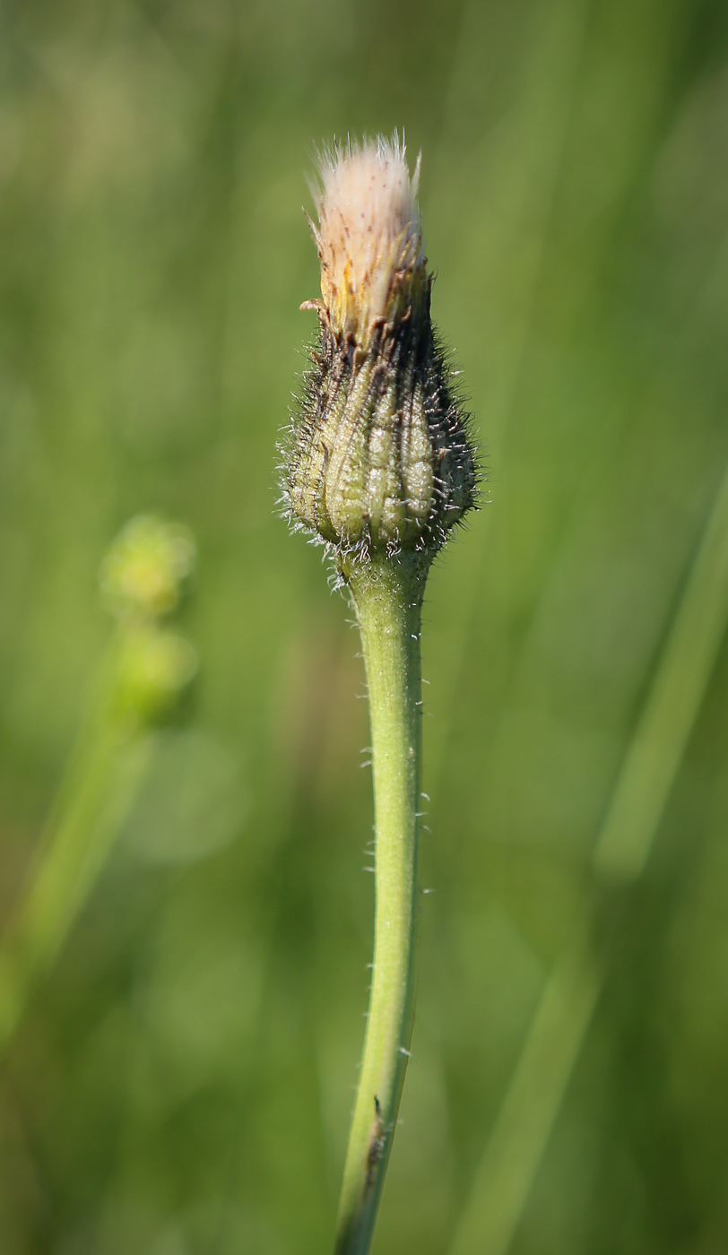 Изображение особи Trommsdorffia maculata.