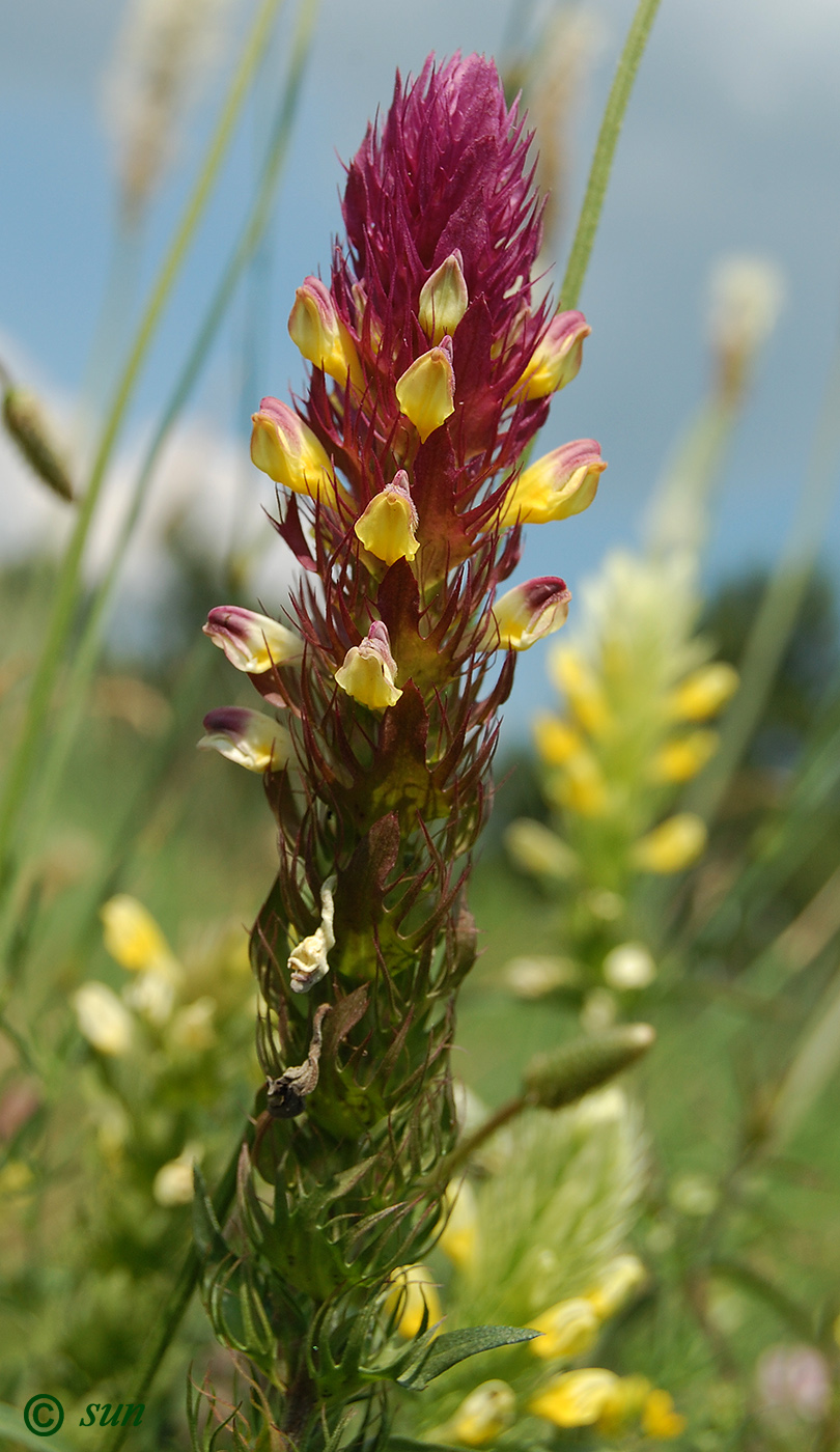 Image of Melampyrum argyrocomum specimen.