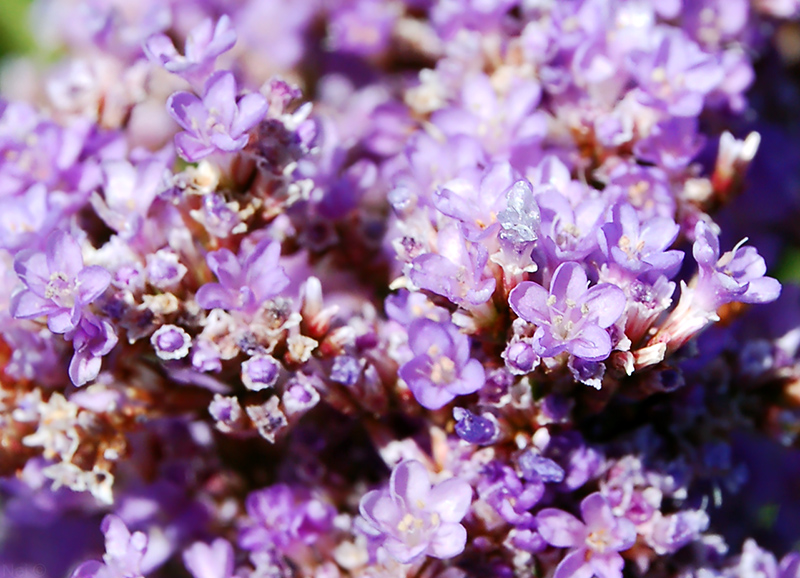 Изображение особи Limonium gmelinii.