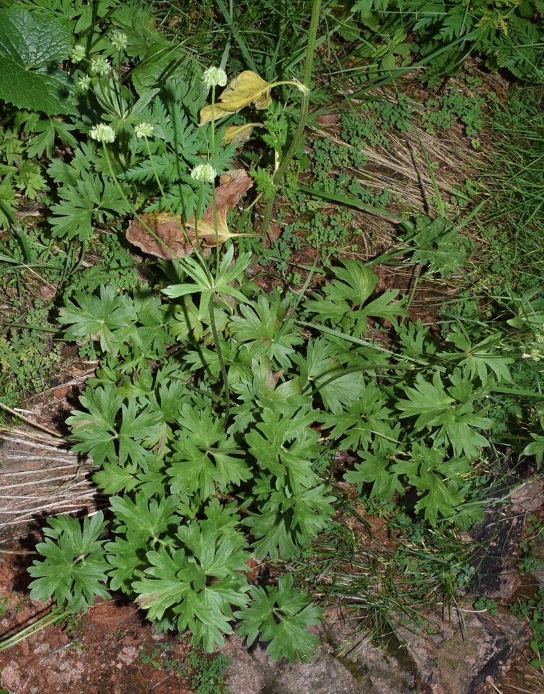 Изображение особи Anemonastrum protractum.