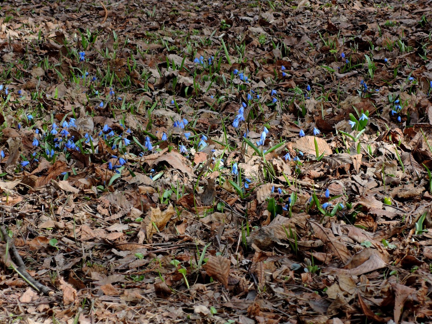 Изображение особи Scilla siberica.