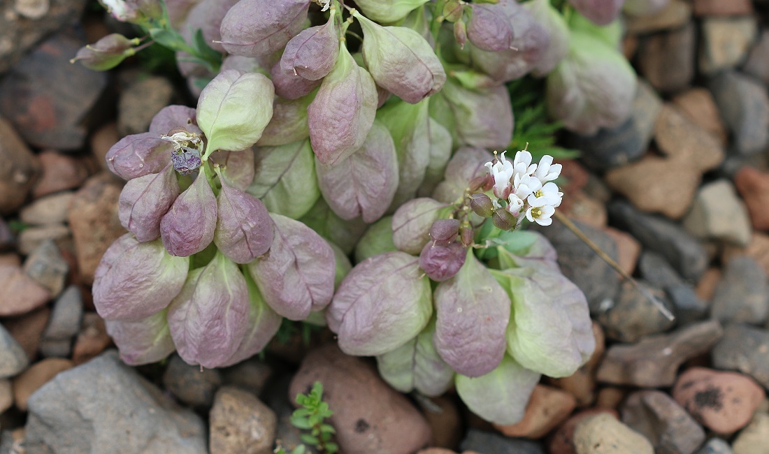 Image of Coluteocarpus vesicaria specimen.