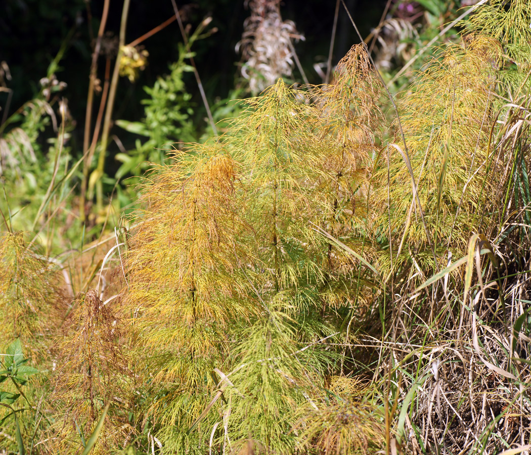 Изображение особи Equisetum sylvaticum.