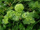 Geranium wlassovianum