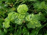 Geranium wlassovianum. Листья, поражённые грибковым (?) заболеванием. Иркутская обл., Иркутский р-н, окр. дер. Позднякова, зарастающая гарь на бывшем торфяном болоте. 05.08.2016.