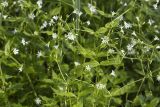Stellaria nemorum