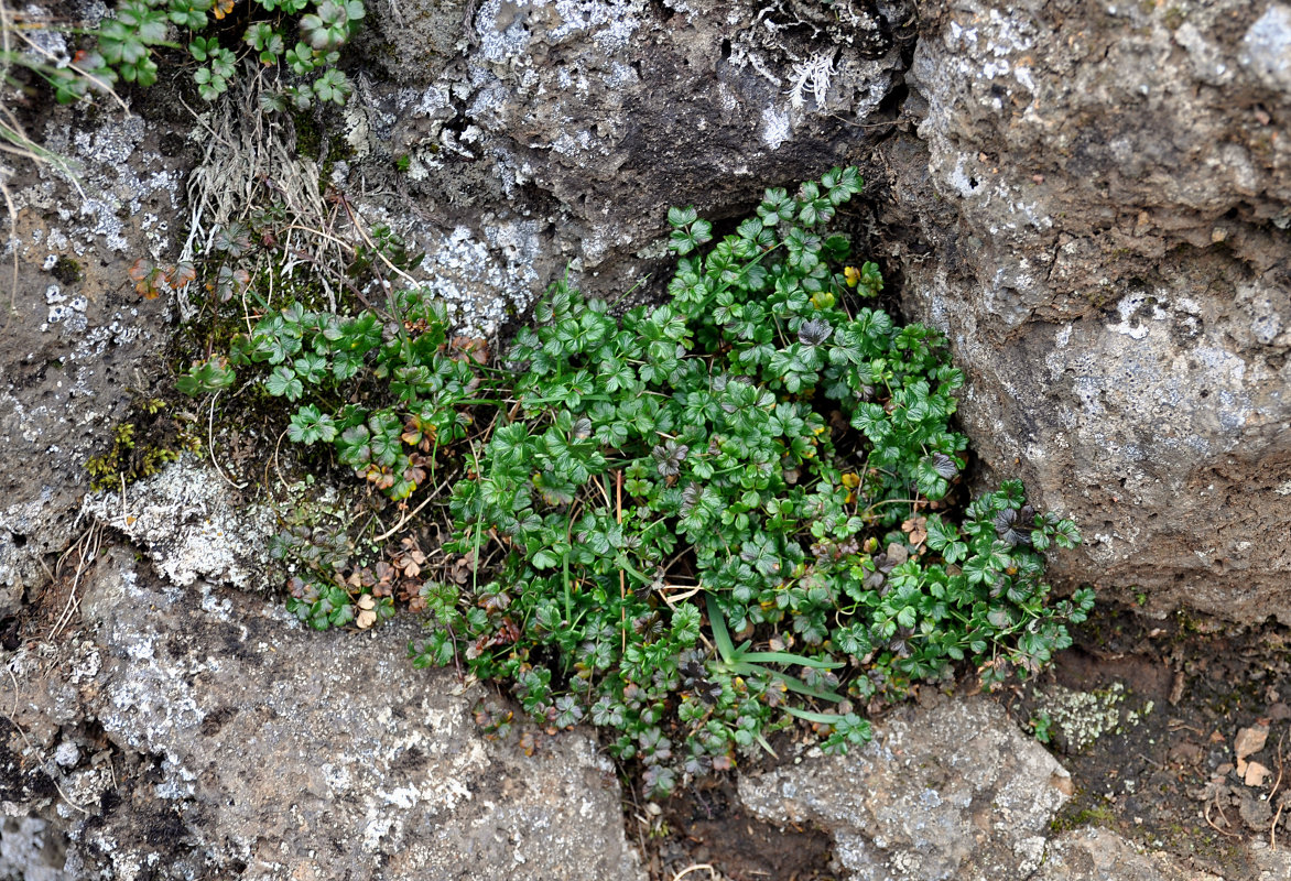 Image of Thalictrum alpinum specimen.