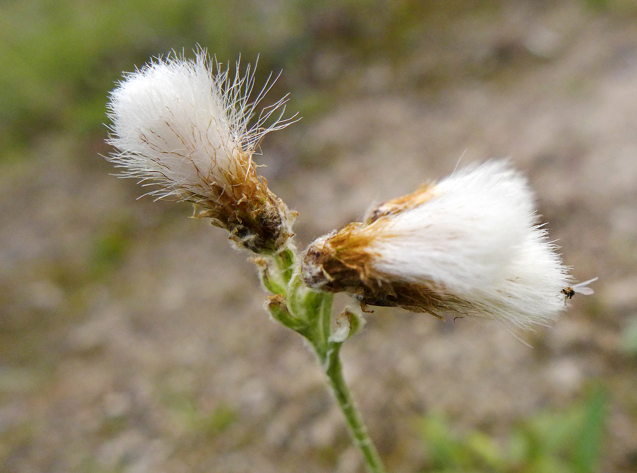 Изображение особи Antennaria lanata.