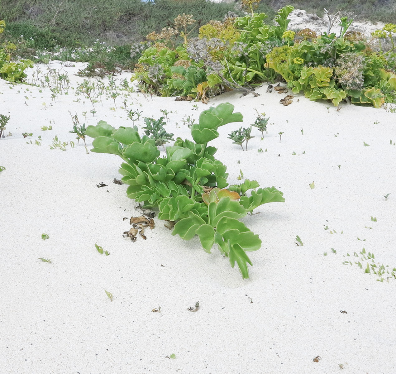 Image of Astydamia latifolia specimen.