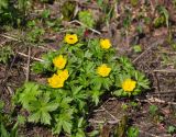 Trollius ranunculinus. Цветущие растения. Северная Осетия, Ирафский р-н, долина р. Гебидон, выс. около 2500 м н.у.м., на краю снежника. 07.07.2016.