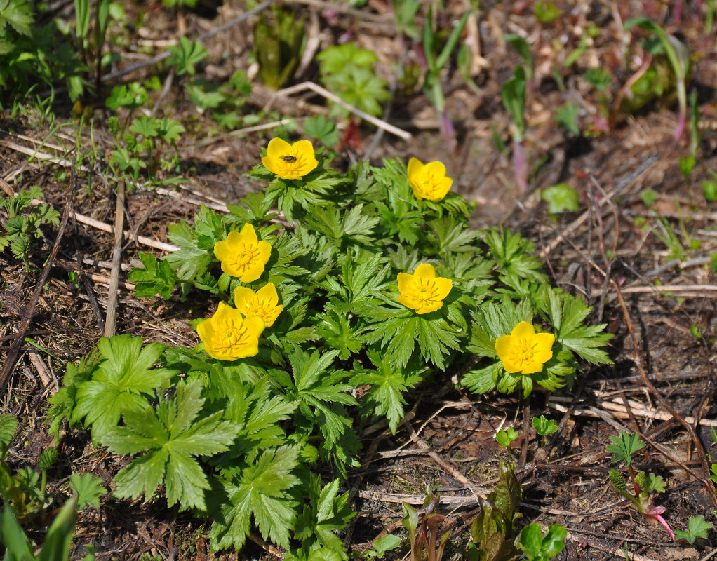 Изображение особи Trollius ranunculinus.