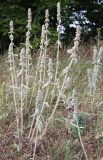 Stachys cretica