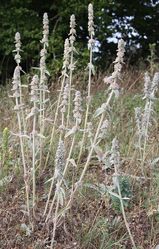 Image of Stachys cretica specimen.