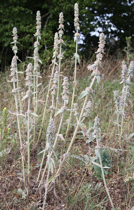 Изображение особи Stachys velata.