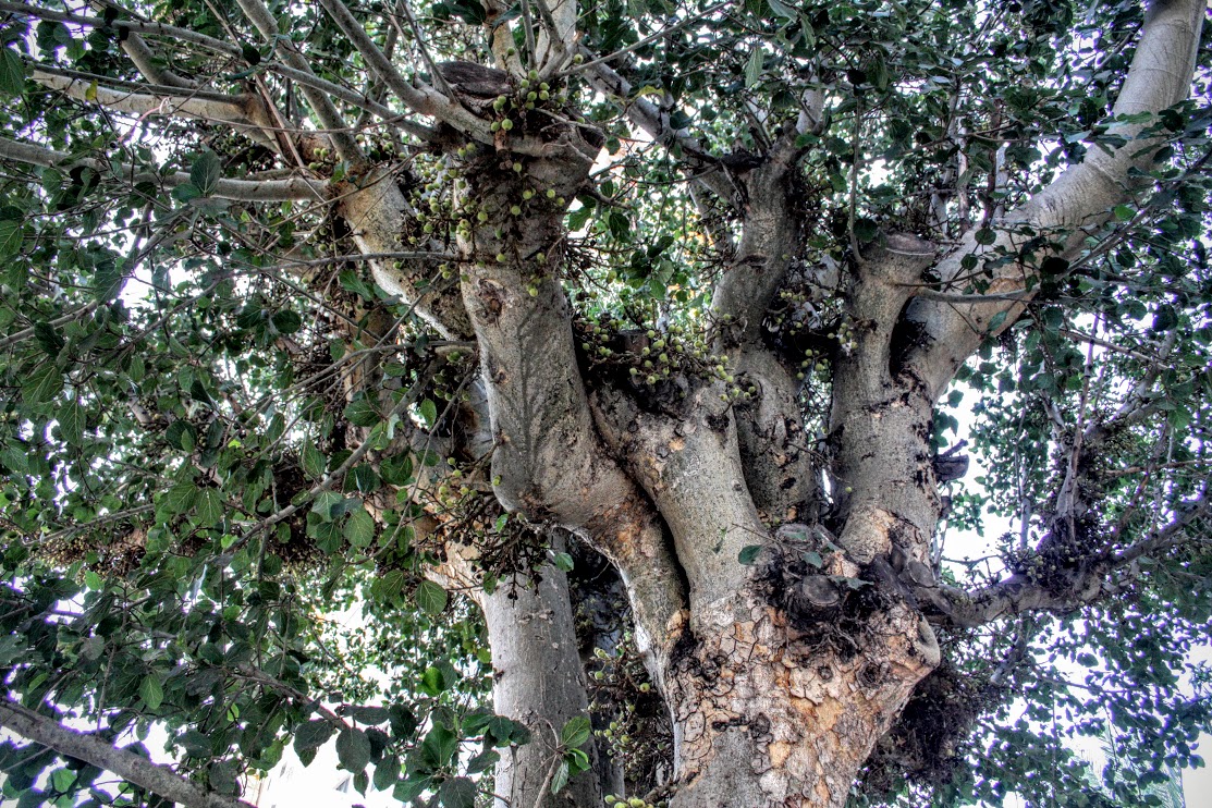 Изображение особи Ficus sycomorus.