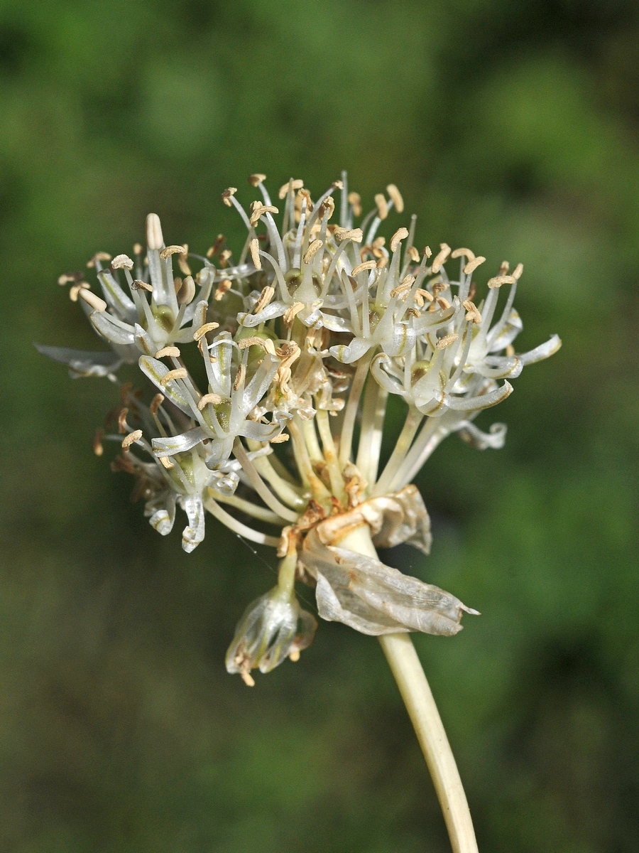 Image of Allium saposhnikovii specimen.
