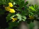 Caragana arborescens