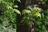 Fraxinus excelsior