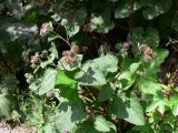 Arctium tomentosum