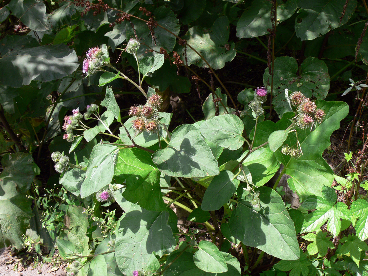 Изображение особи Arctium tomentosum.