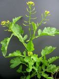Rorippa palustris