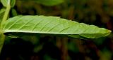 Mentha spicata