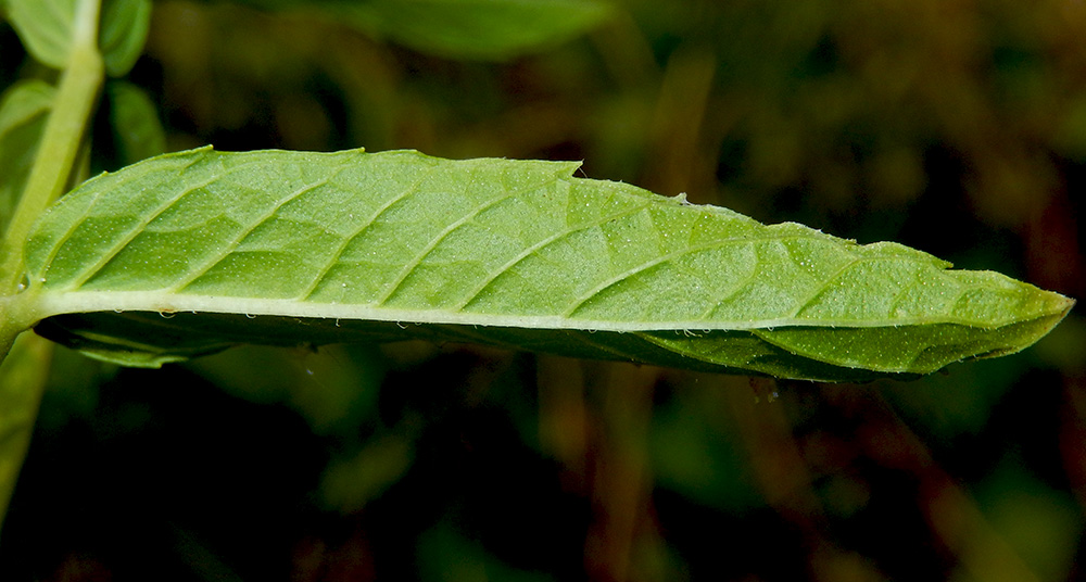 Изображение особи Mentha spicata.