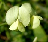 Lathyrus aphaca