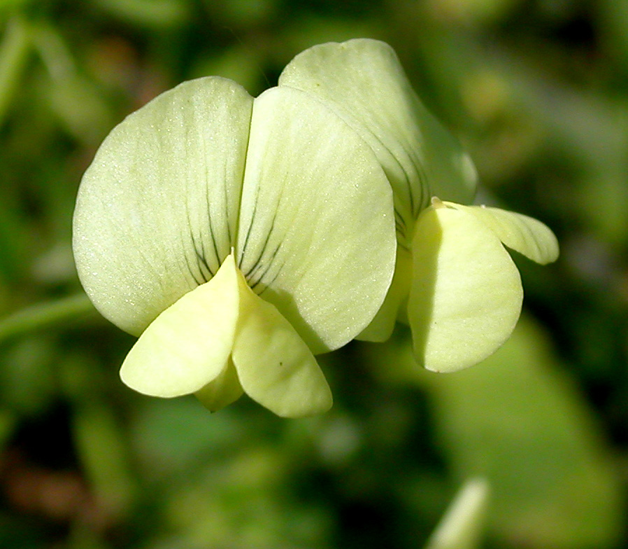 Image of Lathyrus aphaca specimen.