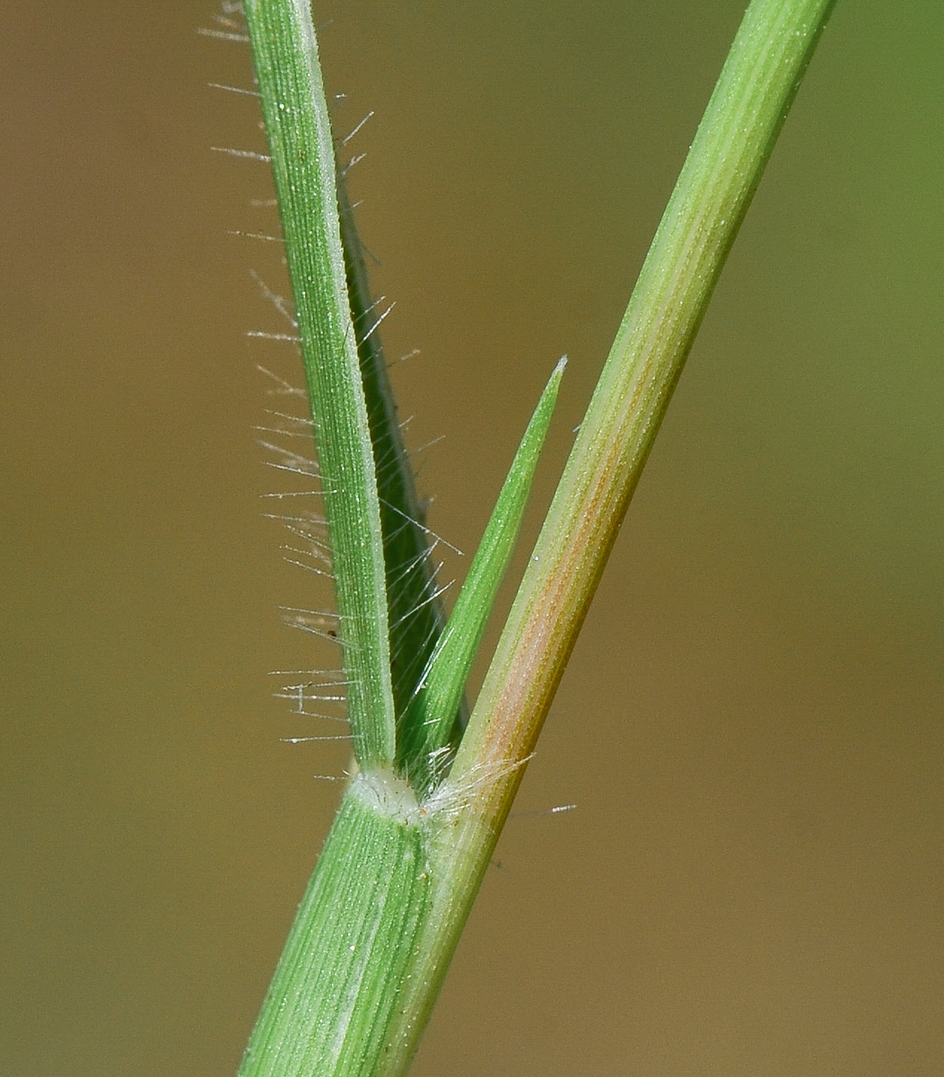 Изображение особи Crypsis schoenoides.