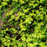 Chrysosplenium flagelliferum. Цветущие растения. Приморский край, Шкотовский р-н, окр. с. Анисимовка, у лесного ручья. 18.05.2011.