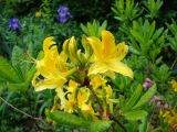 Rhododendron luteum. Верхушка ветви цветущего растения. Екатеринбург, Ботанический сад УрО РАН, в культуре. 29 мая 2016 г.