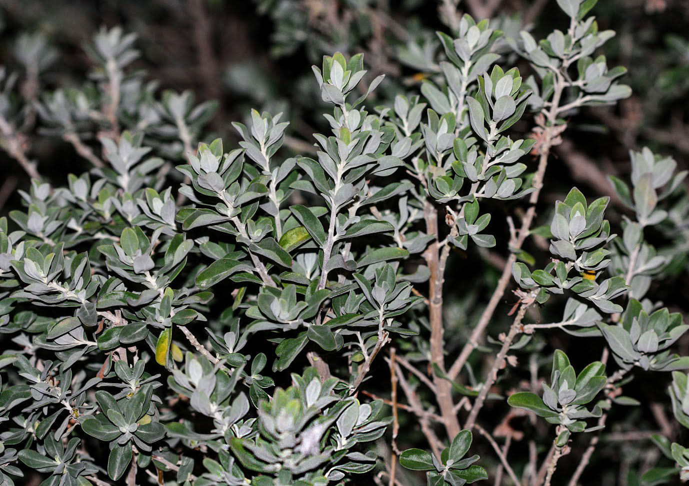 Image of Leucophyllum frutescens specimen.